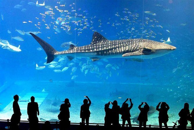 SEA LIFE Ocean World at Bangkok Admission Ticket - Price and value: is $62.93 a good deal?