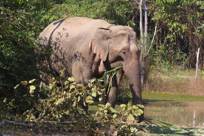 Tour of the Wildlife Rescue Center - Wildlife Friends Foundation Thailand: rescue centre, elephant refuge, and hospital care